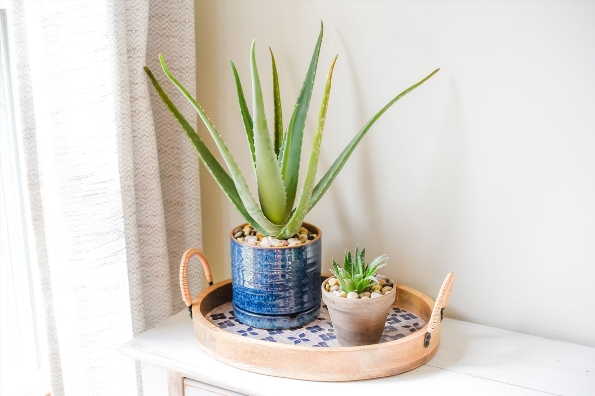 فواید بی‌نظیر آلوئورا برای سلامتی